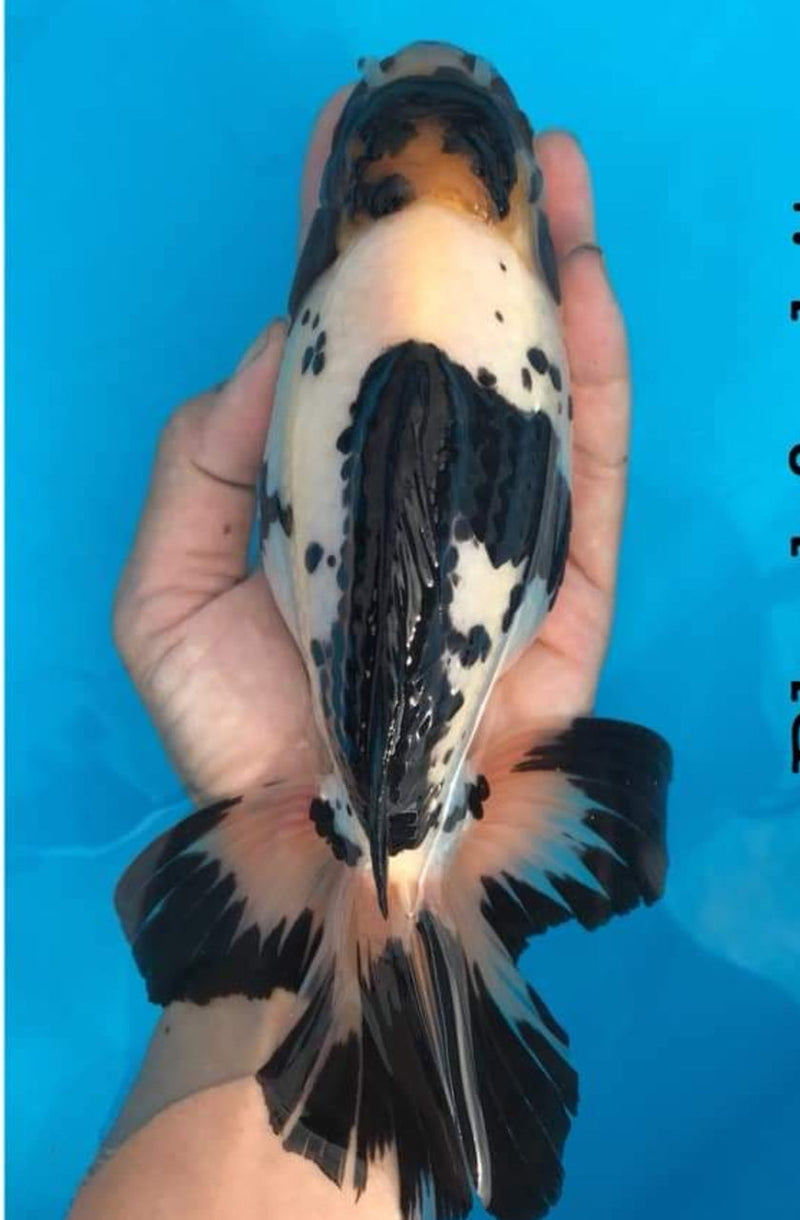 Live Fancy Goldfish Premium Select Our Choice Giant BREED Giant Special Color Panda Thai Oranda GROW UP TO 5.5-7'' BODY(CGF-059)