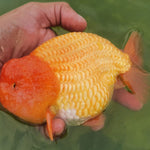 Live Fancy Goldfish Premium Select Our Choice Big Head Thai Lionchu Red Grow up to Over 5'' BODY(CGF-072)
