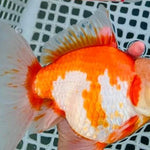 Live Fancy Goldfish Premium Select Our Choice Giant BREED Special Red and White Thai Oranda GROW UP TO 5.5-7'' BODY(CGF-053)