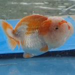 Live Fancy Goldfish Premium Select Our Choice Big Head Thai Lionchu Red/White Grow up to Over 5'' BODY(CGF-067)
