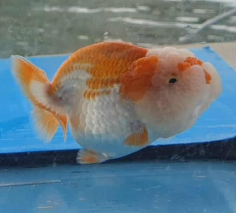 Live Fancy Goldfish Premium Select Our Choice Big Head Thai Lionchu Red/White Grow up to Over 5'' BODY(CGF-067)