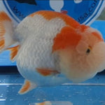 Live Fancy Goldfish Premium Select Our Choice Big Head Thai Lionchu Red/White Grow up to Over 5'' BODY(CGF-067)