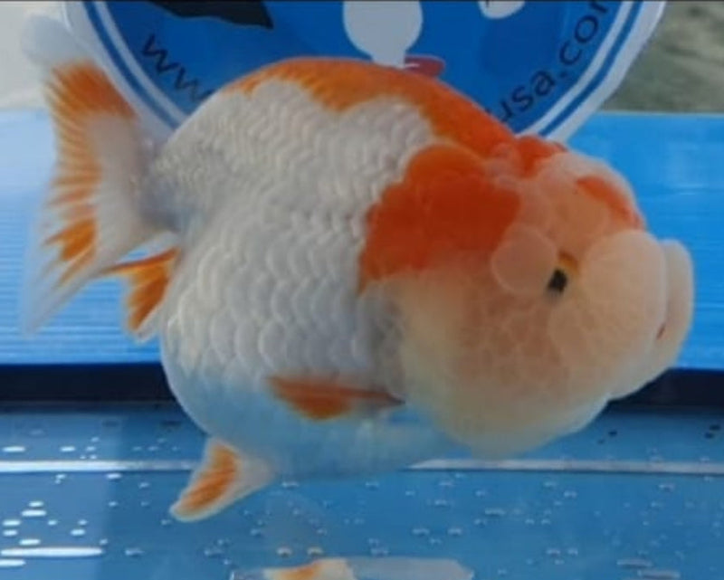 Live Fancy Goldfish Premium Select Our Choice Big Head Thai Lionchu Red/White Grow up to Over 5'' BODY(CGF-067)