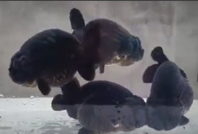 Live Fancy Goldfish Premium Select Our Choice Big Head Thai Lionchu Super Black / Jet Black Grow up to Over 5'' BODY(CGF-069)