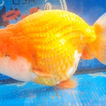 Live Fancy Goldfish Premium Select Our Choice Big Head Thai Lionchu Red Grow up to Over 5'' BODY(CGF-072)
