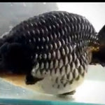 Live Fancy Goldfish Premium Select Our Choice Big Head Thai Lionchu Steel Blue and Silver Grow up to Over 5'' BODY(CGF-071)