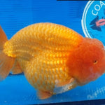 Live Fancy Goldfish Premium Select Our Choice Big Head Thai Lionchu Red Grow up to Over 5'' BODY(CGF-072)