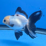 Thai Oranda Lemon Head Panda Jumbo Breed 2.8" Body Female 6mths(FEB-542)