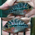 (KF-08)T176 Full Pearl Kamfa 3'' Female
