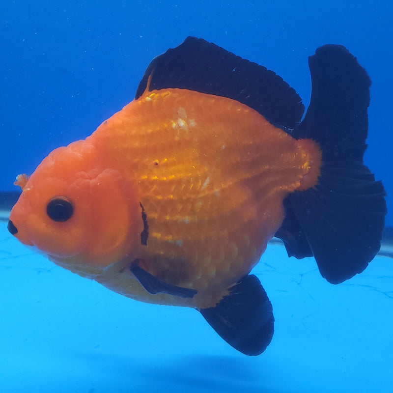 Thai Jumbo Oranda Apache 4in Female (FEB-230)BLUETUB1