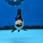 Thai Oranda Panda Color 2.8 in Body Female (FEB-531)R3A06