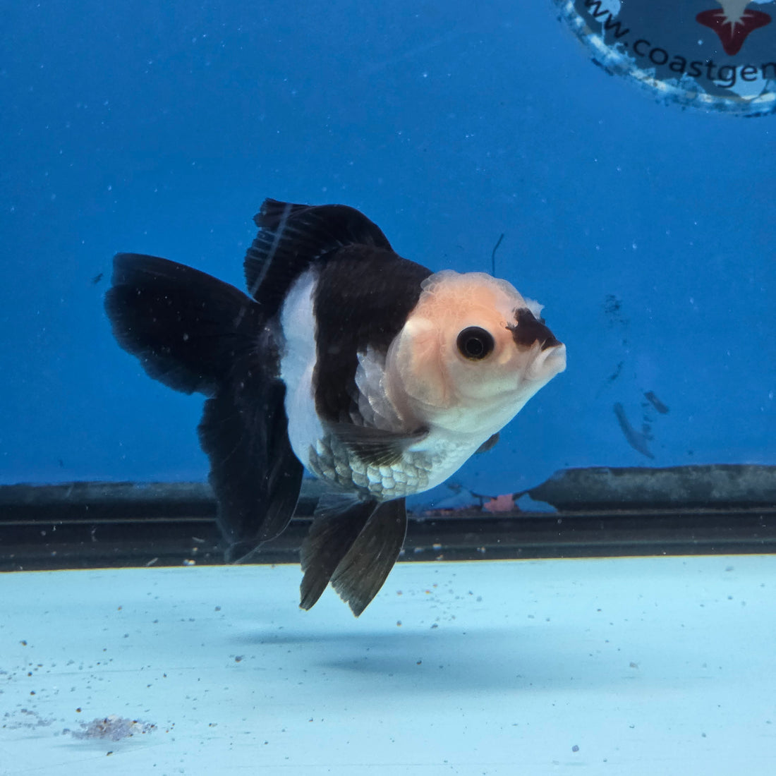 Thai Oranda Panda Color 2.8 in Body Female (FEB-531)R3A06