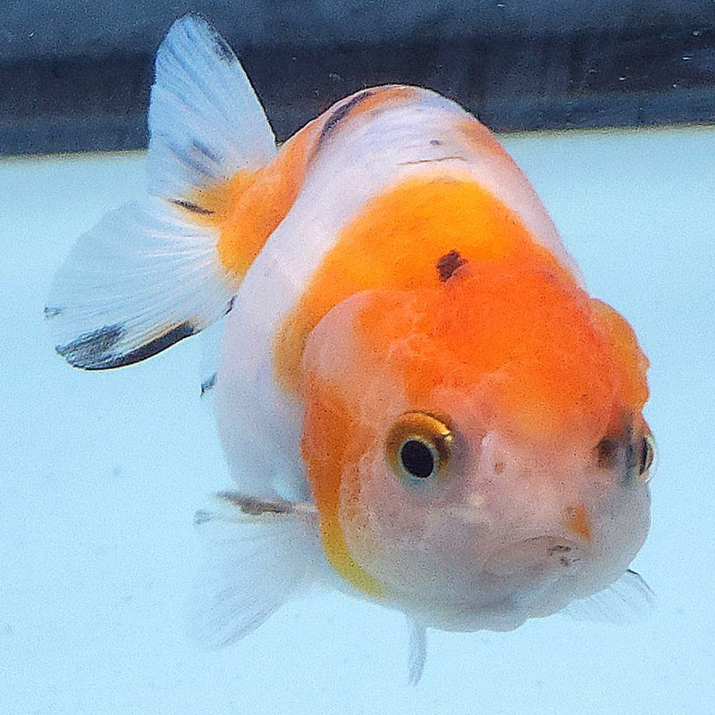 Thai Ranchu Tri-Color 2.5in Female (FEB-346)R3A14