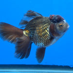 Thai Oranda Bronze 4.00" Body Female (FEB-738)R2A09