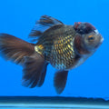 Thai Oranda Bronze 4.00" Body Female (FEB-738)R2A09