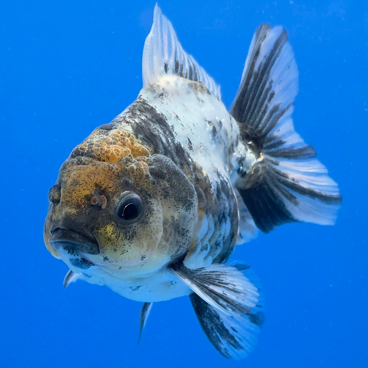 Thai Oranda Granite 3.25” Female(FEB-894)R2B07