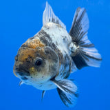 Thai Oranda Granite 3.25” Female(FEB-894)R2B07