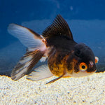 Thai Oranda Panda Tri-Color 2" Female (FEB-491)