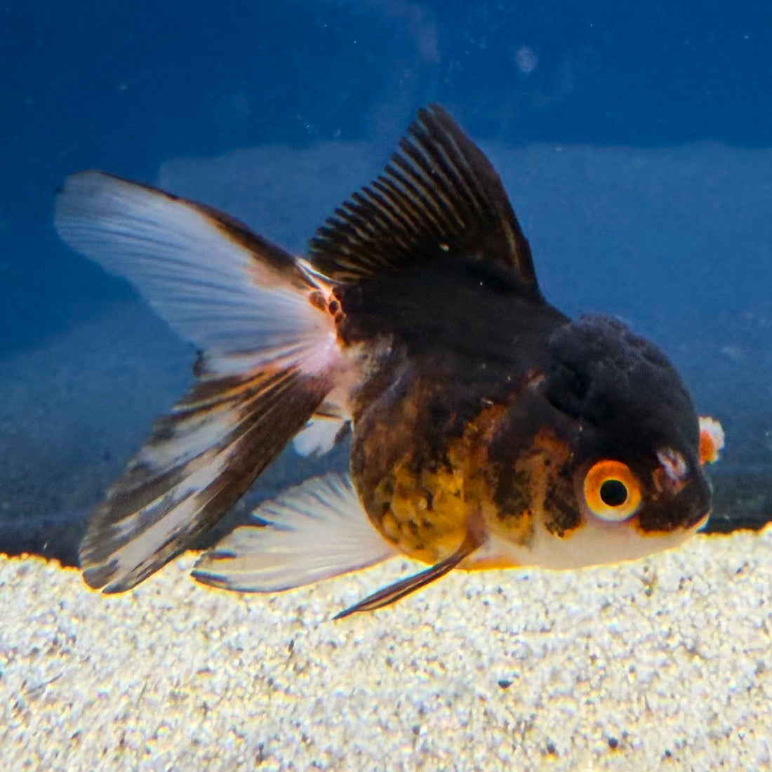 Thai Oranda Panda Tri-Color 2" Female (FEB-491)