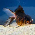 Thai Oranda Panda Tri-Color 2" Female (FEB-491)