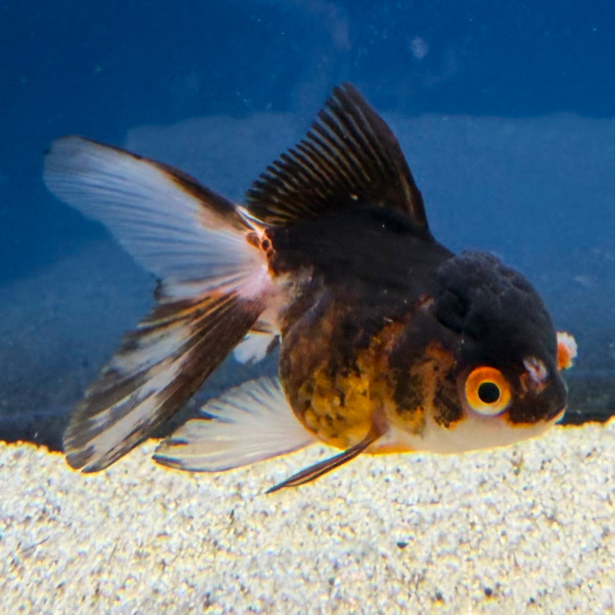 Thai Oranda Panda Tri-Color 2" Female (FEB-491)R3B10