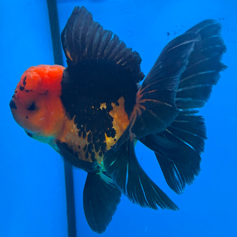 Thai Oranda Apache Male 3.5 in (FEB-454)BLUETUBA