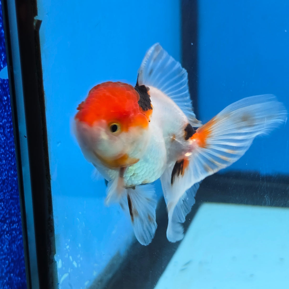 Thai Oranda Red Cap Panda Short body breed 2.5" Body male 6mths(FEB-562)R3B22