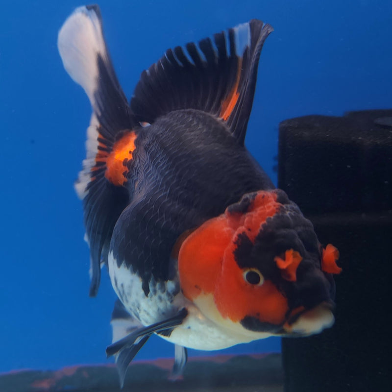 Thai Jumbo Oranda Tri-Color 5in Female (FEB-217)BLUETUB2