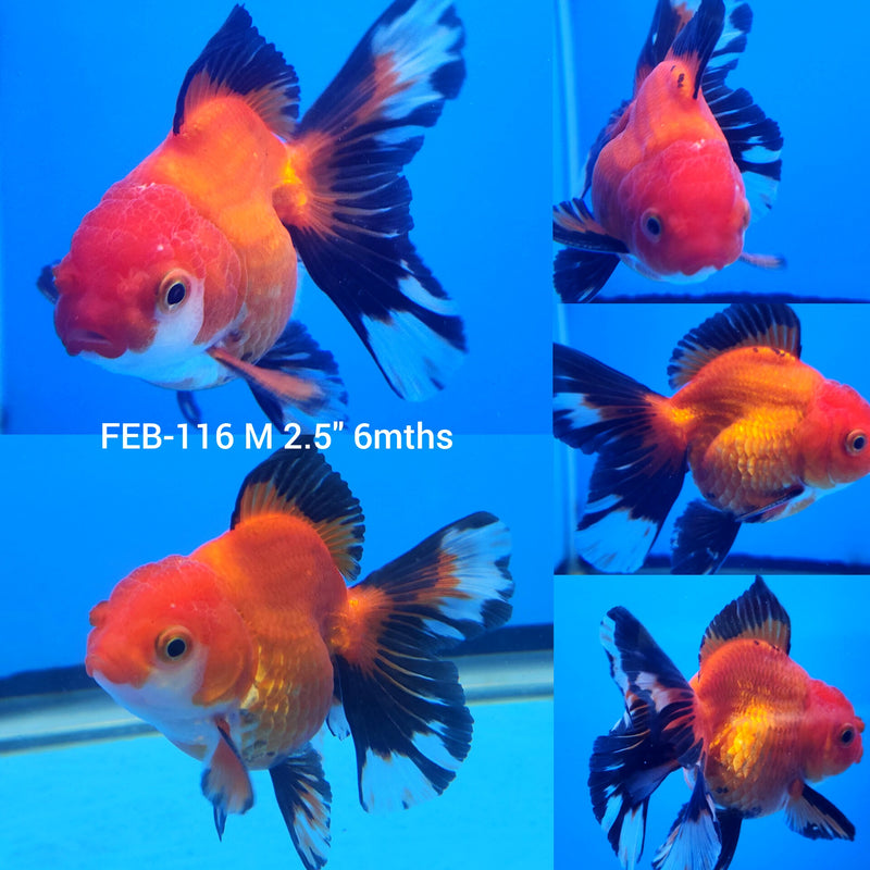 Thai Tri-Color Oranda 2.5” Body Male (FEB-116)R3B13