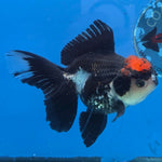Thai Oranda Red Cap Panda 4" Body Female 9mths(FEB-571)R3A01