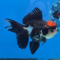 Thai Oranda Red Cap Panda 4" Body Female 9mths(FEB-571)R3A01