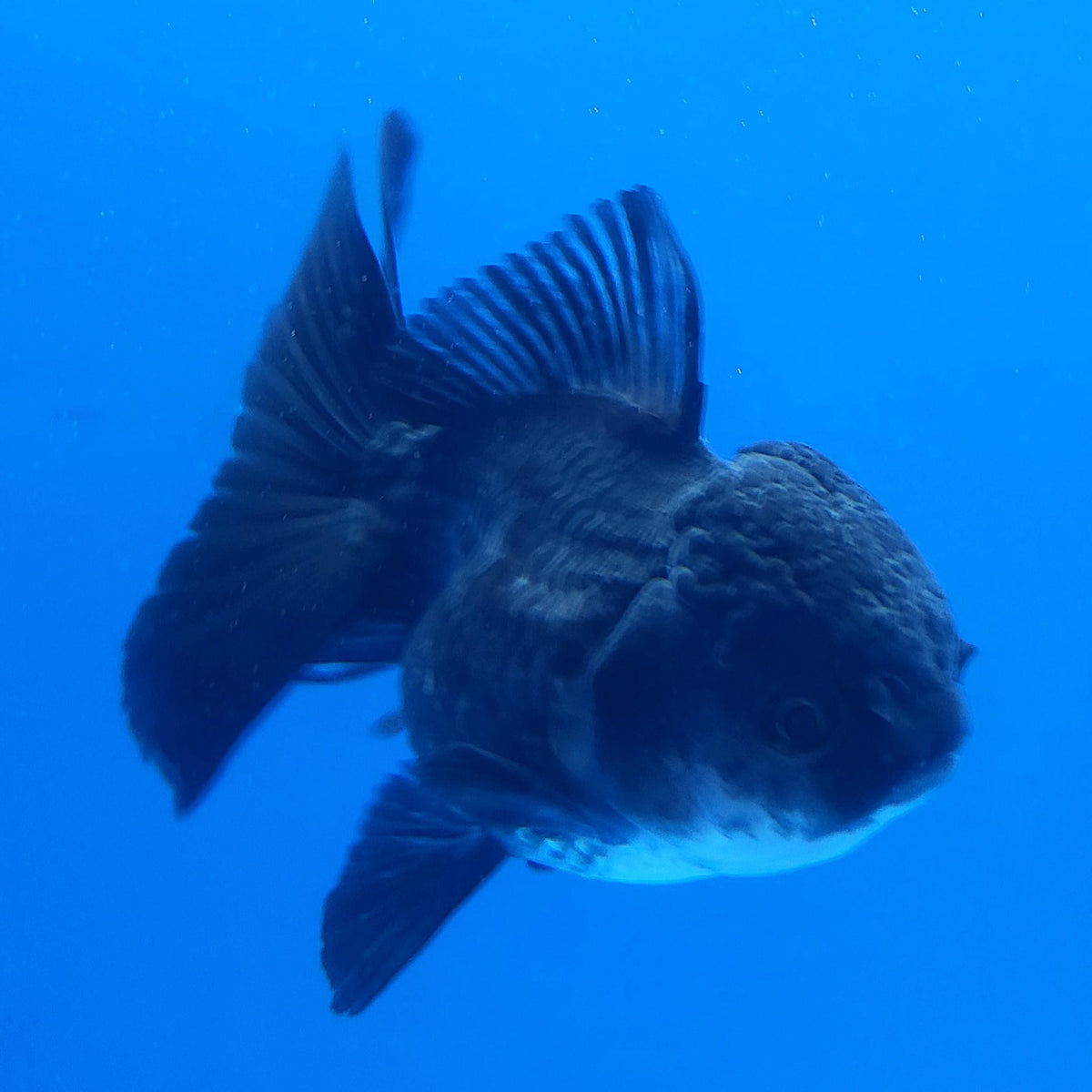 Thai Oranda Black 3.00 inch Body Female(FEB-834)R2B12