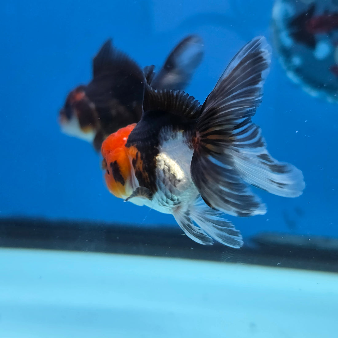 Thai Oranda Tri Color body breed 2.5" Body Female 6mths(FEB-567)R3B22
