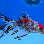 Shubunkin Goldfish 5.00 inch