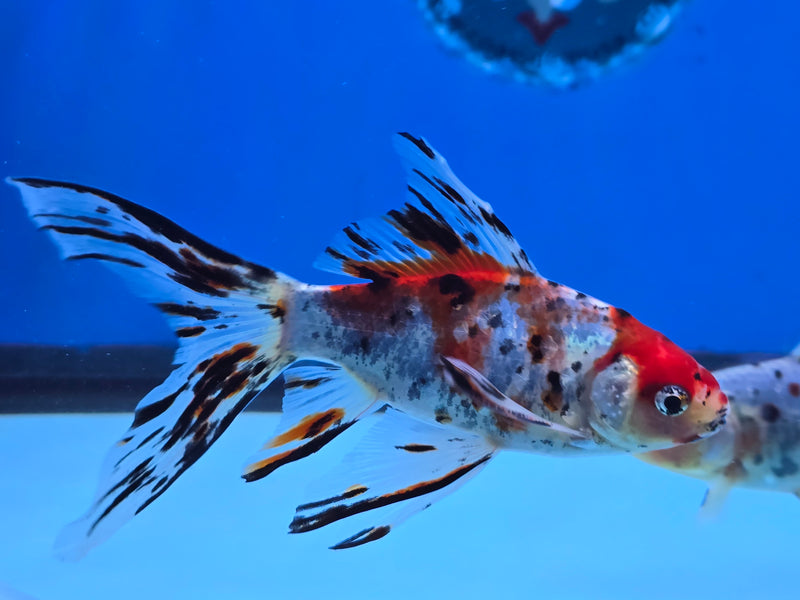 Shubunkin Goldfish 5.00 inch