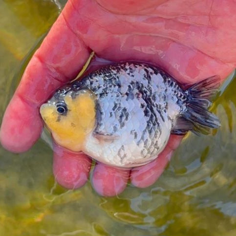 Live Fancy Goldfish Premium Select Our Choice White Tiger Calico Ranchu (CGF-083)