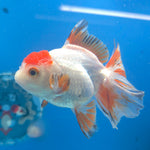 Thai Oranda Red Cap White Sakura 2.5” Female(FEB-678)R3B01