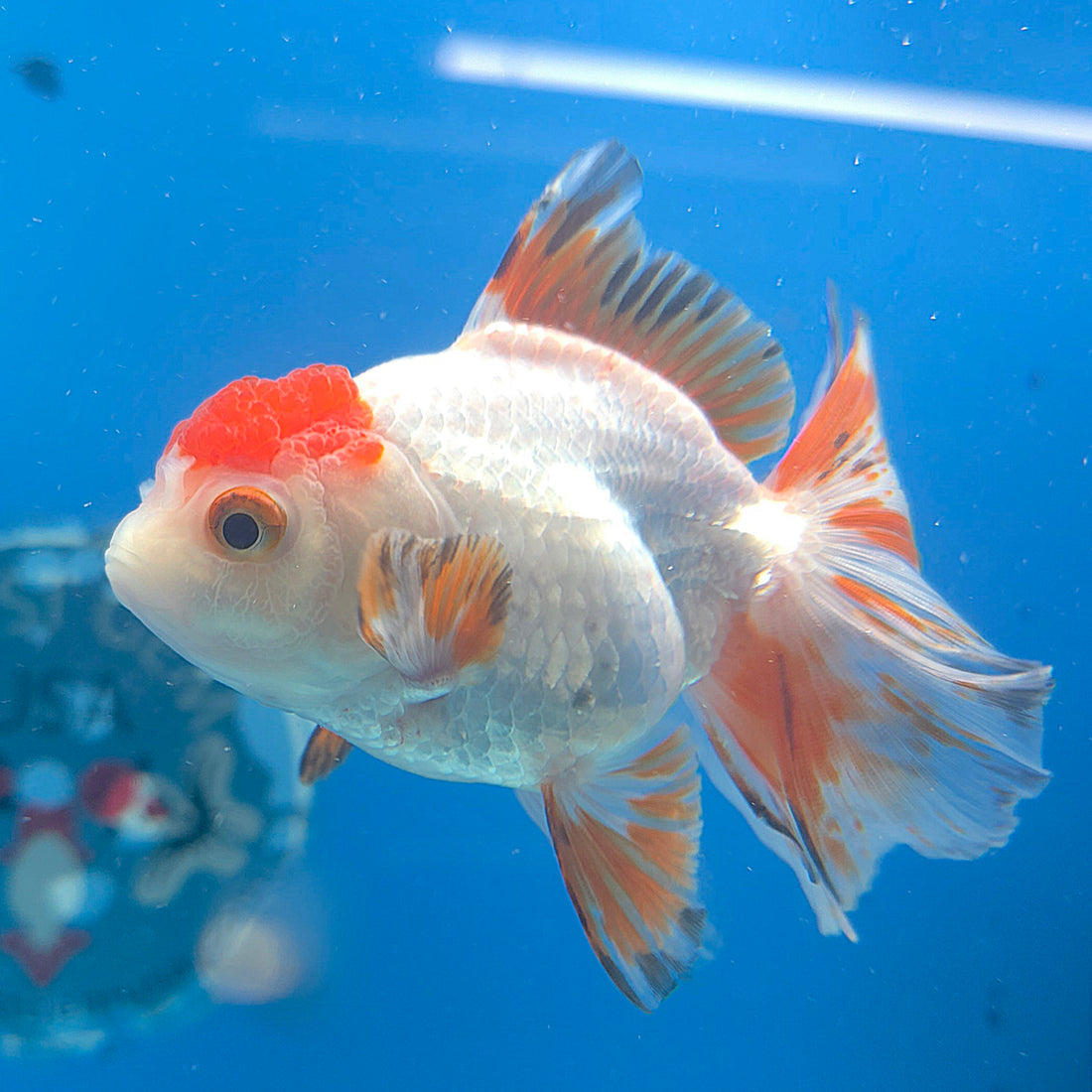 Thai Oranda Red Cap White Sakura 2.5” Female(FEB-678)R3B01