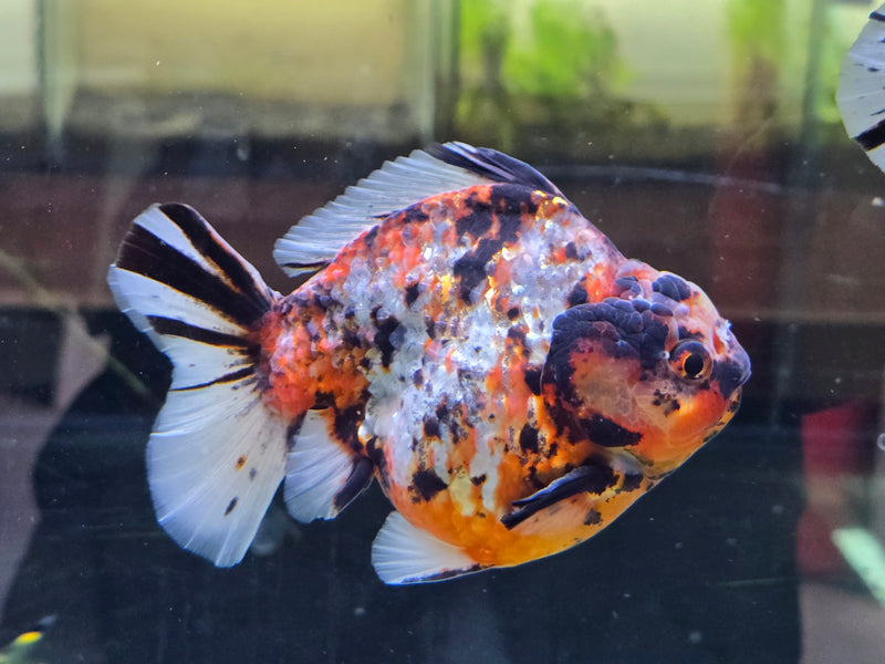 Thai Red Tiger Calico Oranda Yuanbao by NK Thailand 4.00 inch Body Male (NK-1052)SHOWTANK