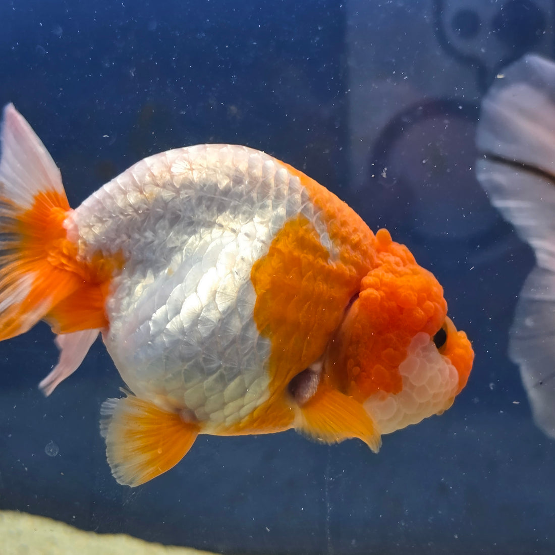 Thai Ranchu Red and White 4.00" Body Male (FEB-735)SHOWTANKB