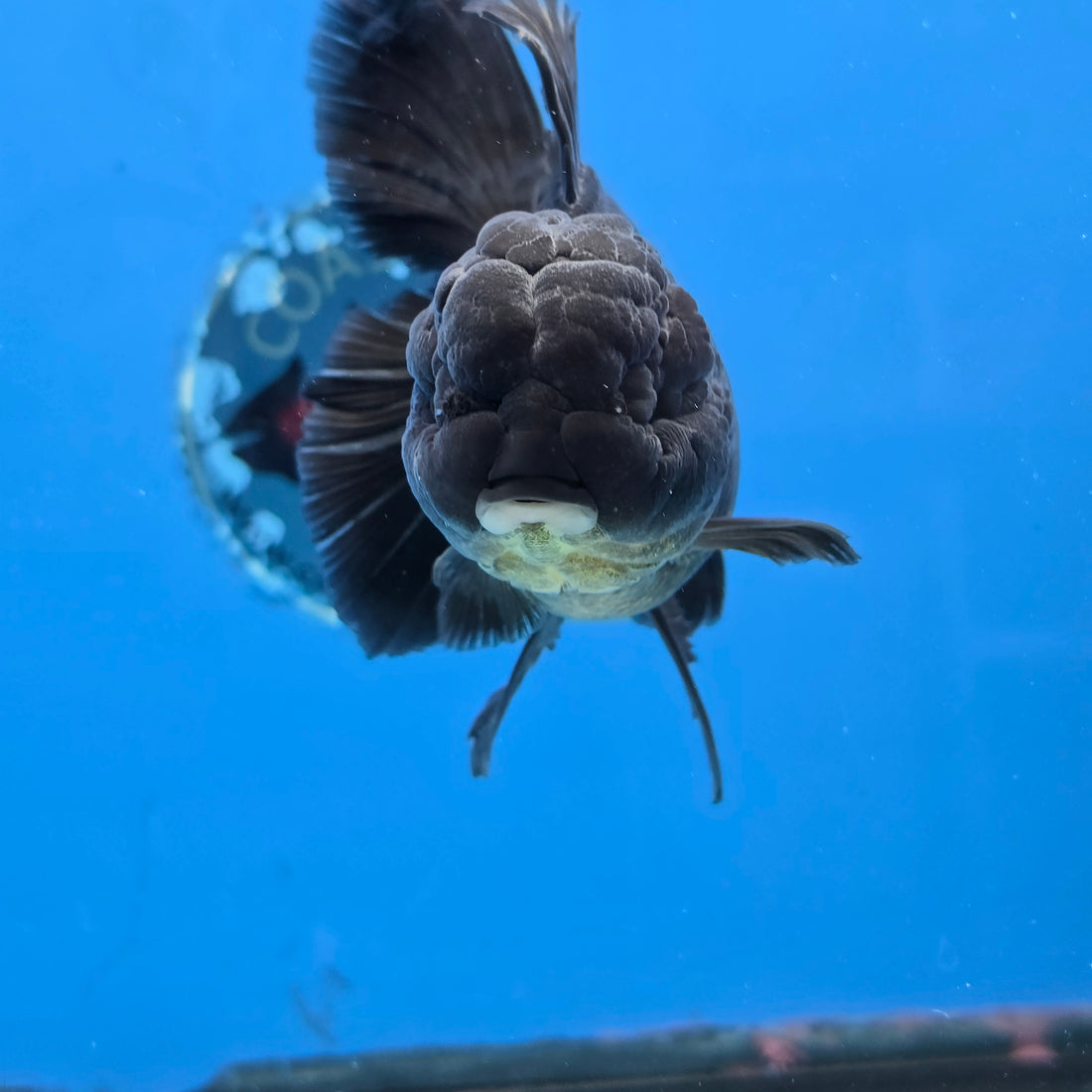 Thai Oranda Super Black 3.5” Female(FEB-726)R1B07