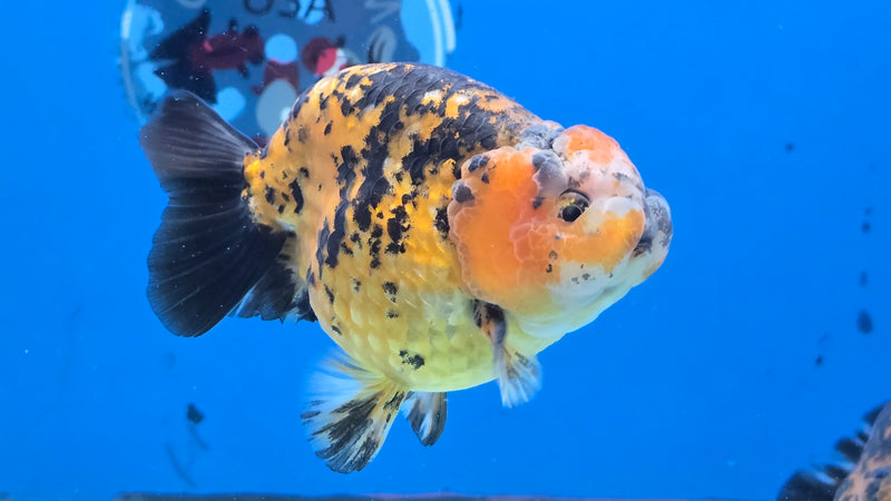 Thai Calico Red Tiger Ranchu 4.00 in Body Male (CK-065)R1A12