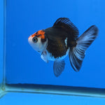 Thai Oranda Tri-Color style 2.75" Body Female (FEB-742)R2B01