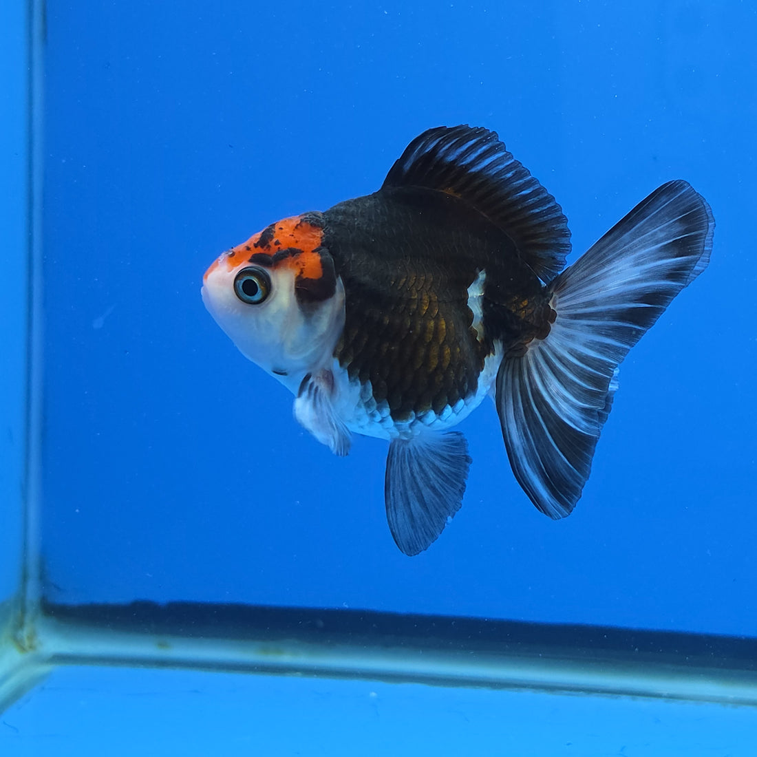 Thai Oranda Tri-Color style 2.75" Body Female (FEB-742)R2B01