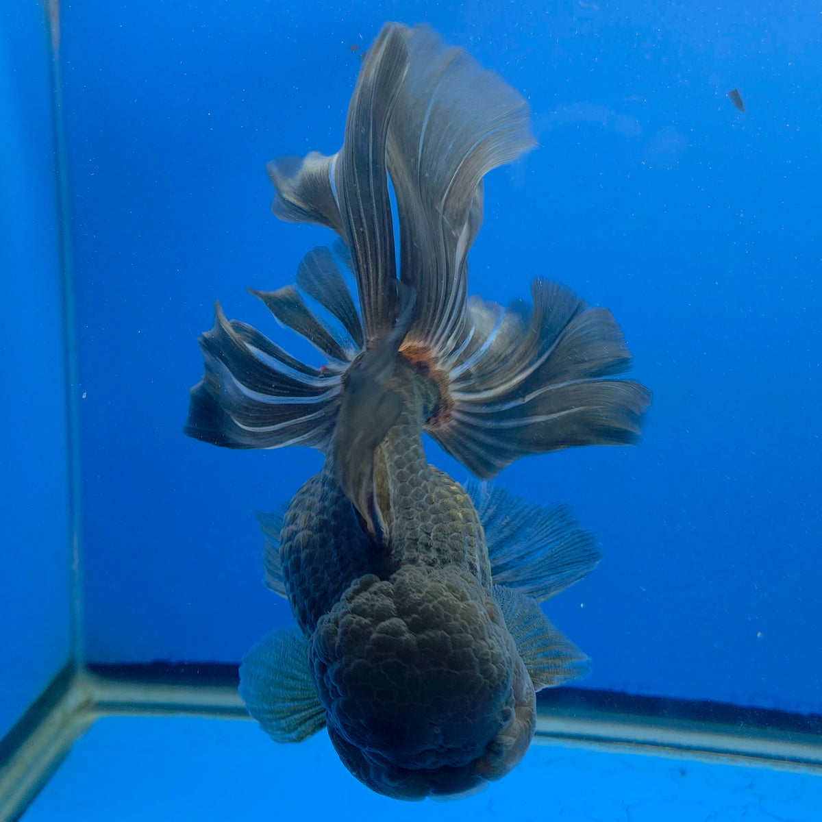 Thai Oranda Jumbo AA Grade Black 4.50 inch Body Female(FEB-849)R2A16