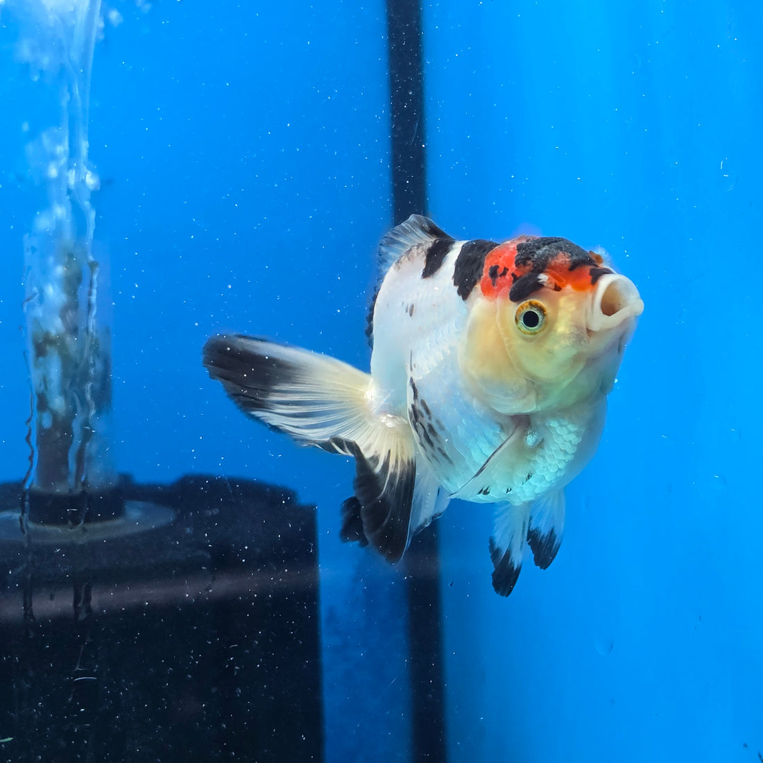 Thai Oranda Tri Color 3 in Body Female (FEB-524)R3A07