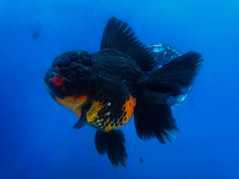 Thai Premium Jumbo Apache Giant Breed 5.00 inch Body Oranda (CRP-JO1004)