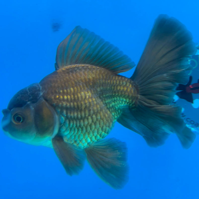 Thai Oranda Super Black 3.5" Male(FEB-426)R2B01