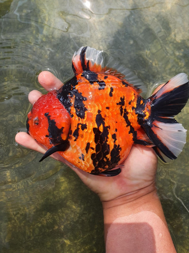 Thai Jumbo Red Tiger Calico Yuanbao Oranda 4.50 inch Body (CRP-JO1051)