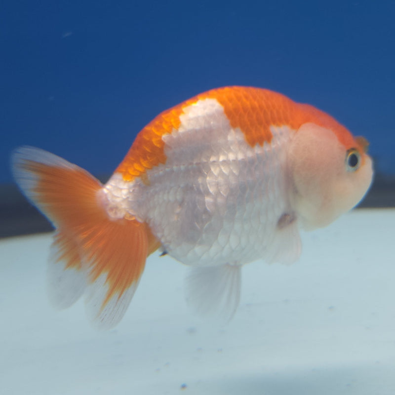 Chinese Ranchu Red & White 2.5in Female (FEB-330)R3B16